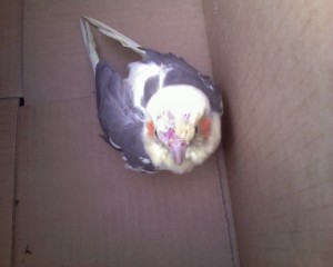 This lost cockatiel was found near the Amazon.com building on Saturday. Is it yours? 
