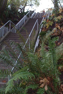 A north Beacon stairway to be improved at this weekend's Earth Day Work Party. Photo by Vicki Grayland.