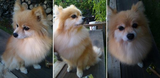 Pushkin the Pomeranian